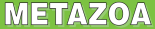 Metazoa logo.png